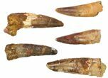 Lot: -, Bargain Spinosaurus Teeth - Pieces #82627-3